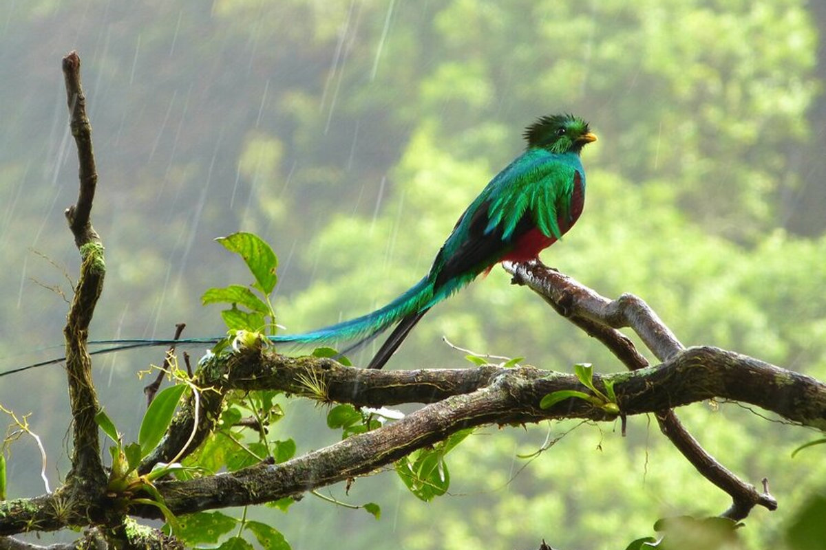 Quetzal posado en una rama del bosque nuboso del Volcán Barú