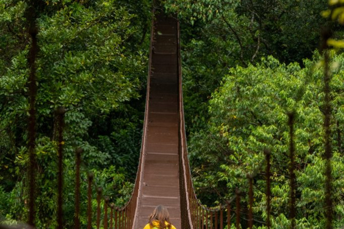 Puente colgante sobre el bosque nuboso de Boquete