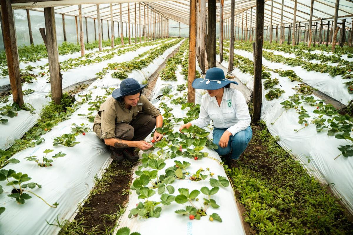 Campos de fresas y productos artesanales en una granja de Boquete